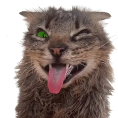 Silly Cat
